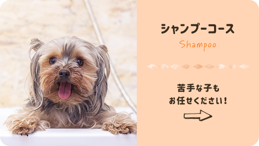 シャンプーコース