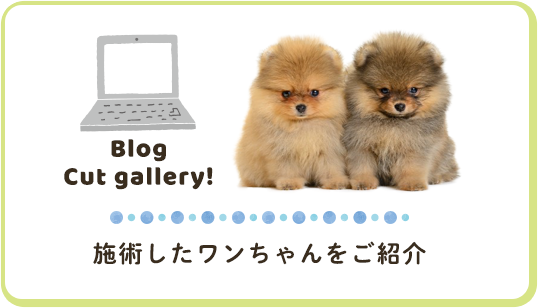 Blog Cut gallery!